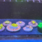 Auction #200 6 pack of zoanthids