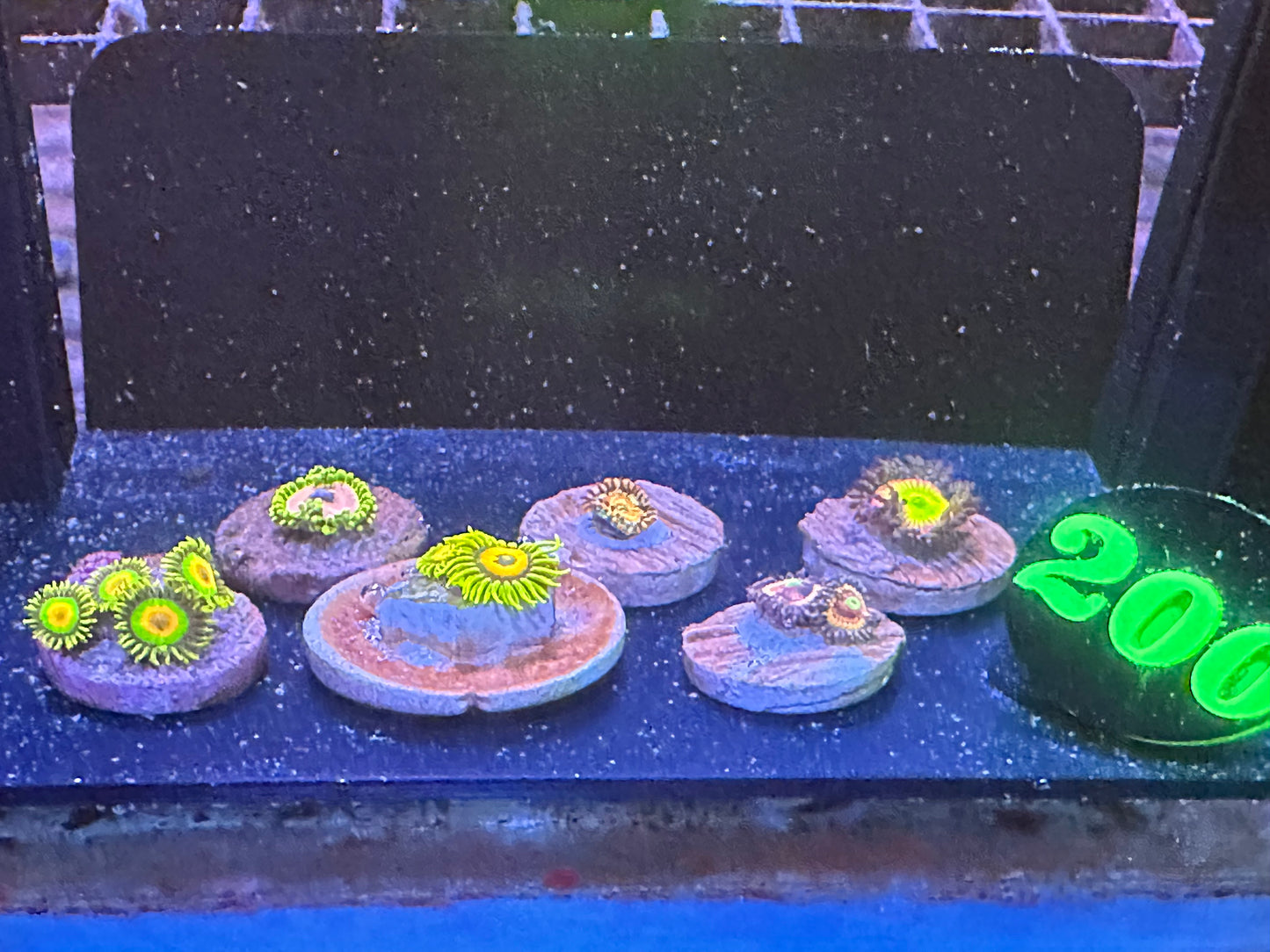 Auction #200 6 pack of zoanthids