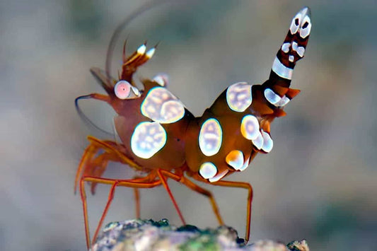 sexy shrimp