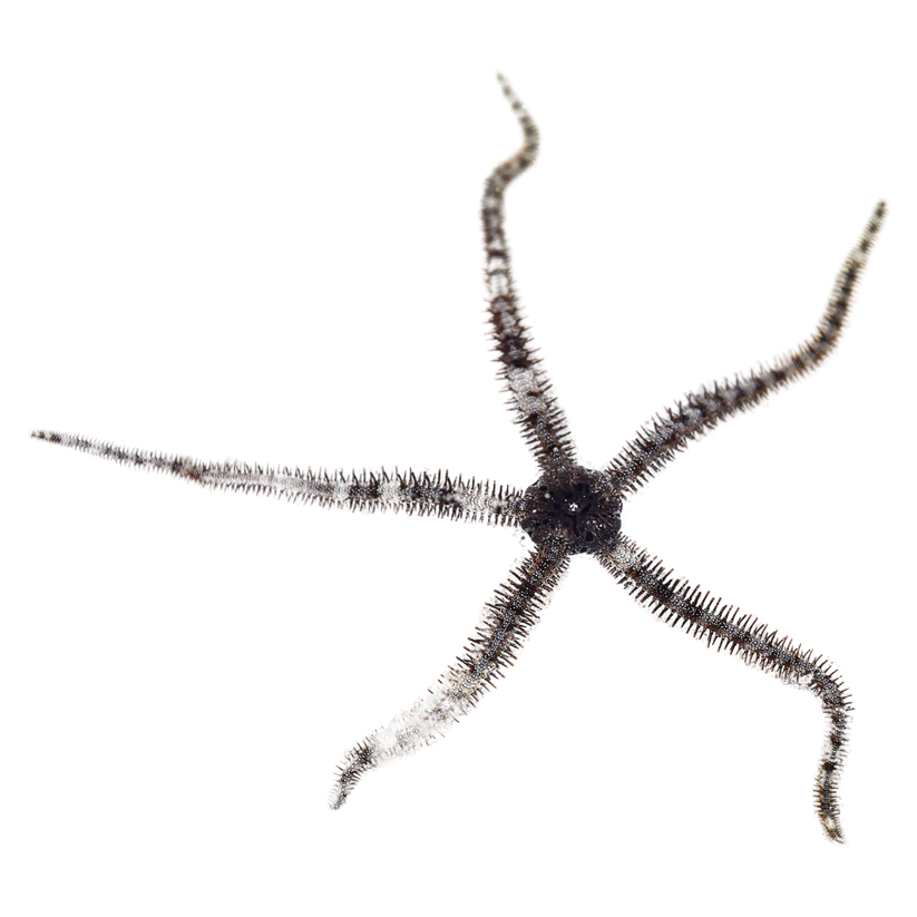 Brittle Star Fish - Ophiocoma echinata