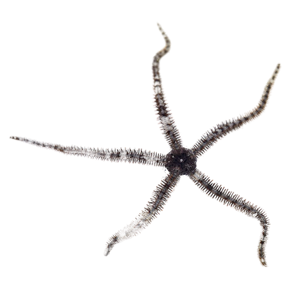 Brittle Star Fish - Ophiocoma echinata