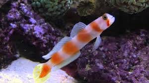 Orange Banded Prawn Goby - Amblyeleotris steinitzi