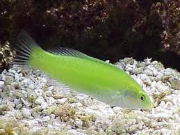 Green Coris Wrasse