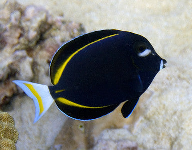 White Cheek Gold Rim Tang