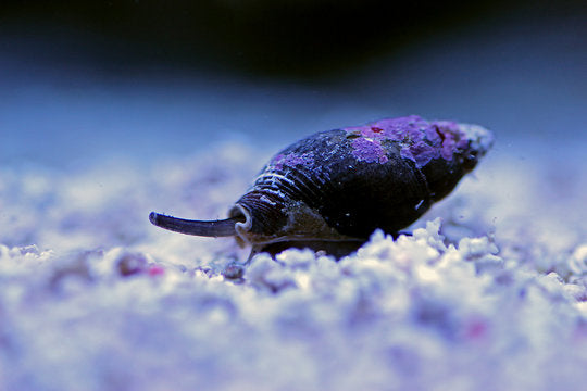 Tongan nassarius snail xxl