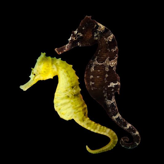 Erectus Seahorse CB