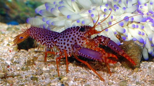 Purple Lobster