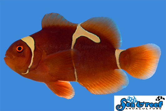 Gold strip maroon clownfish