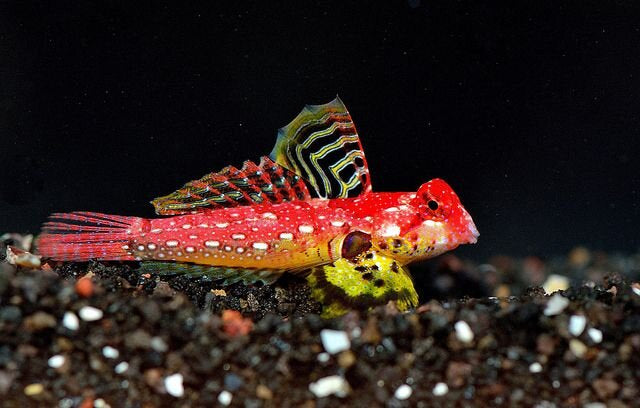 Red Scooter Blenny