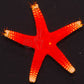 RED FROMIA STARFISH FROMIA MILLEPORELLA