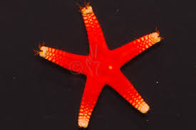 RED FROMIA STARFISH FROMIA MILLEPORELLA