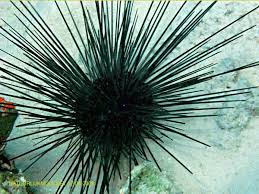 Long Spine Urchin