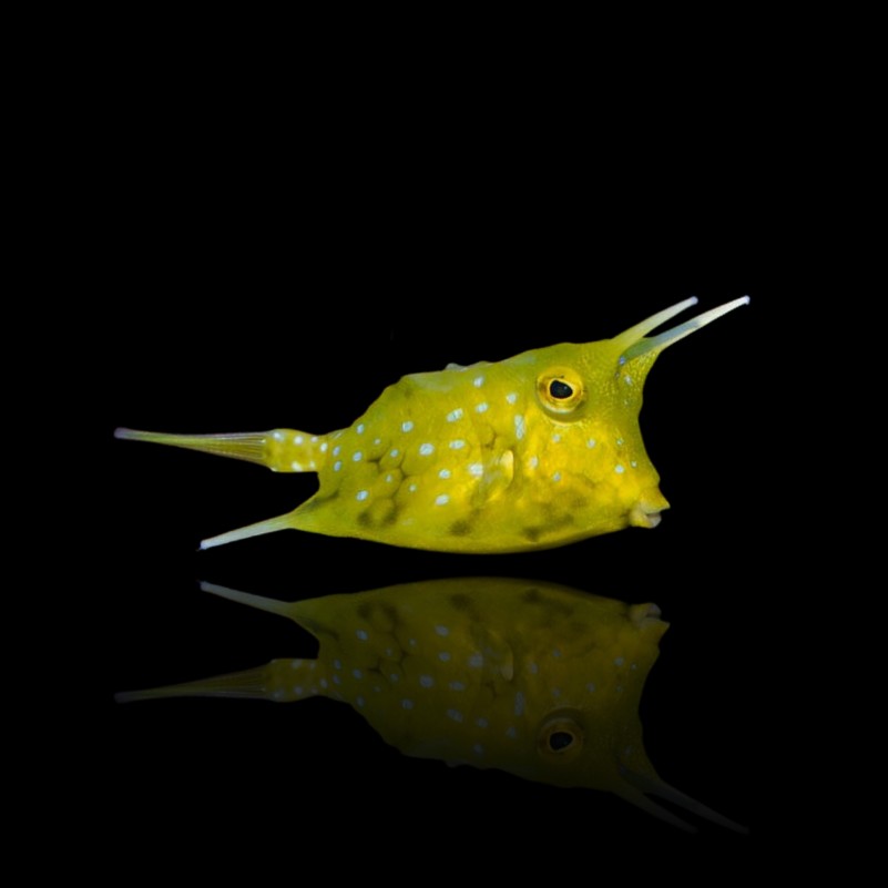 Longhorn Cowfish