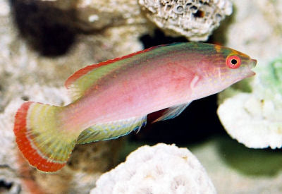 Pink Margin Wrasse