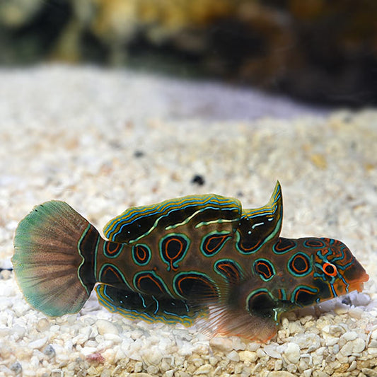 Target Mandarin goby