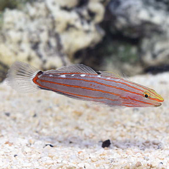 Rainford Goby