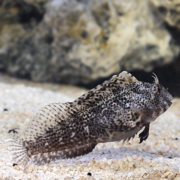 Molly miller blenny