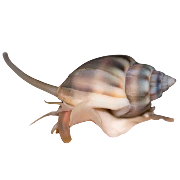 Nassarius Snail (vibex)