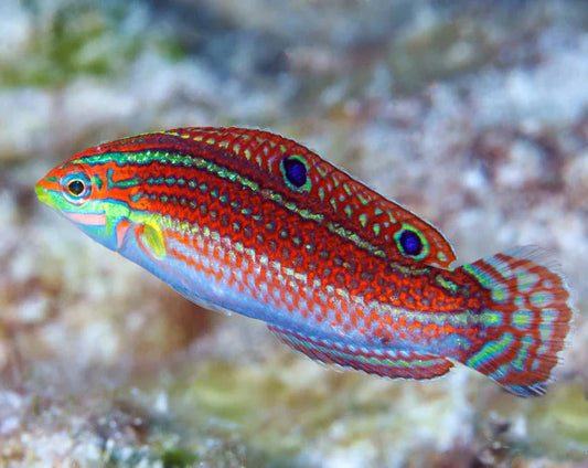 Christmas Wrasse