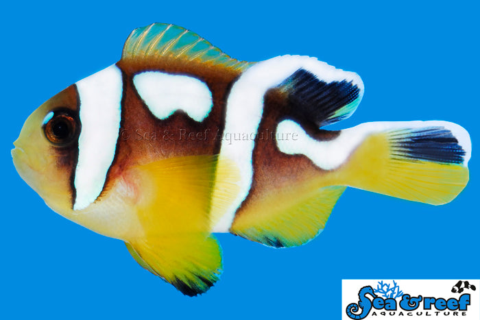 Spotcinctus Clownfish Sea & Reef