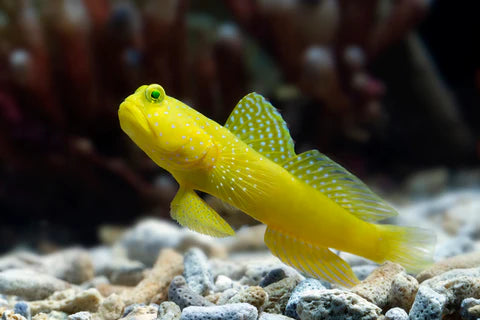 Yellow Watchman Goby