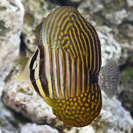 Desjardinii Sailfin Tang