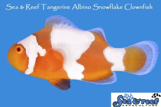 Tangerine albino snowflake pair