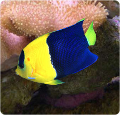 Bicolor Angel; Fiji