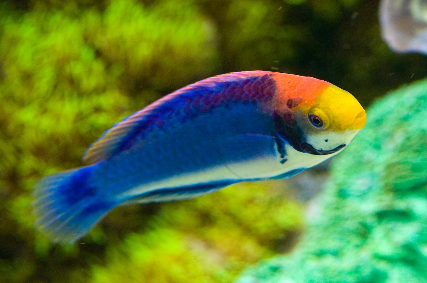 Clown Fairy Wrasse Solorensis Red-eye