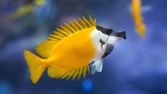 foxface rabbitfish