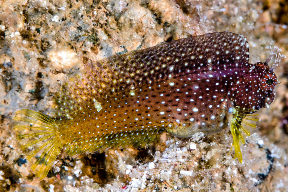 Starry Blenny