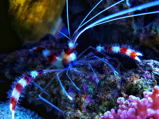 Coral Banded Shrimp