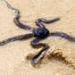 Brittle Star Fish - Ophiocoma echinata
