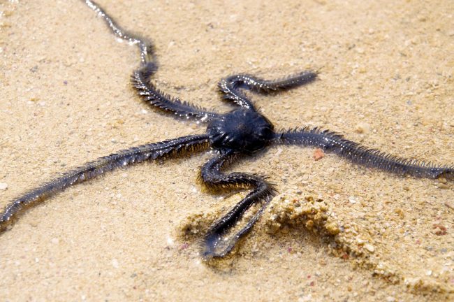 Brittle Star Fish - Ophiocoma echinata