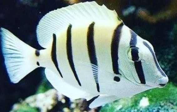 Convict Tang