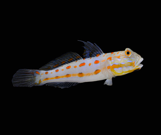 DIAMOND GOBY