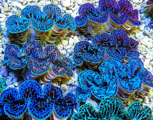 BLUE MAXIMA CLAM