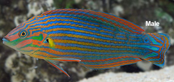 MELANARUS WRASSE