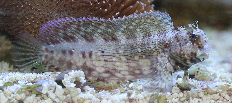 LAWNMOWER BLENNY