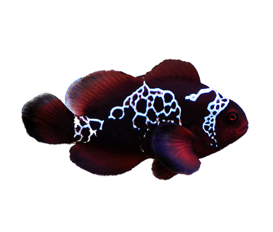 LIGHTING MAROON CLOWNFISH