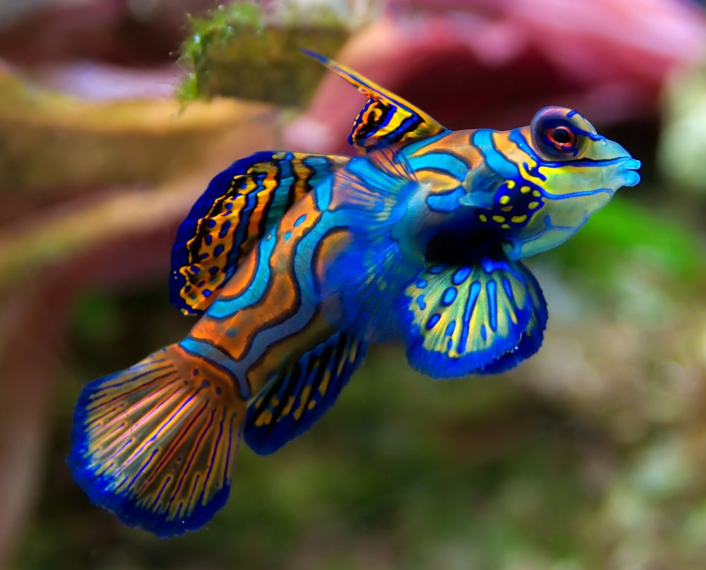 Mandarin Goby green