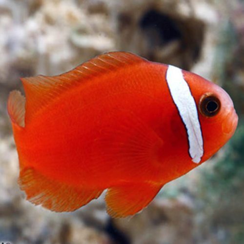 TOMATO CLOWNFISH