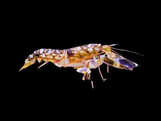 Tiger pistol shrimp