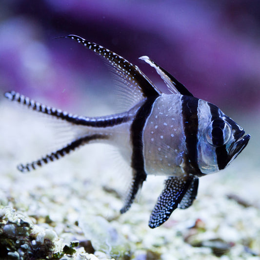 banggai cardinal fish