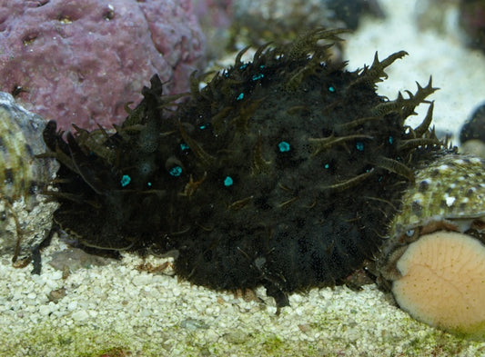 Blue Spotted Sea Hare