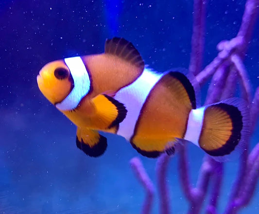 REGULAR OCELLARIUS CLOWNFISH