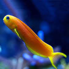 GOLDEN MIDAS BLENNY