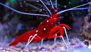 Fire Blood Red Shrimp - LYSMATA DEBELIUS