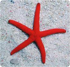 Orange Linkia Starfish