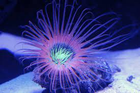 pink tube anemone